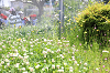 202505Cmaruyama0241_thumb.png