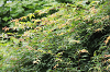2025053Dpicnic0017_thumb.png