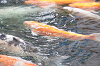 2025053Dpicnic0038_thumb.png