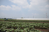 202507corn0022_thumb.png