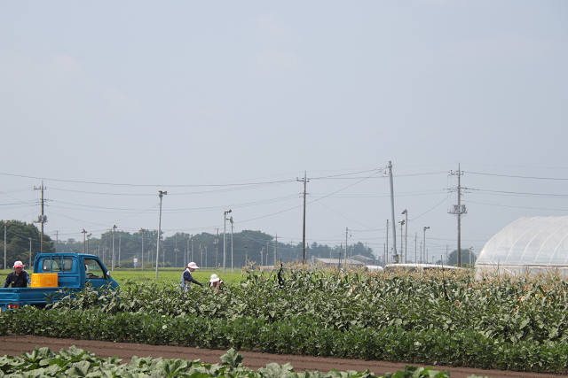 202507corn0023.jpg