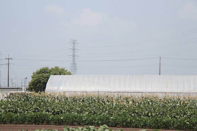 202507corn0026.jpg