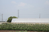 202507corn0026_thumb.png