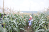 202507corn0055_thumb.png