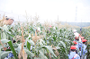 202507corn0056_thumb.png