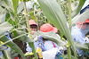 202507corn0057_thumb.png