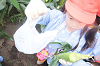 202507corn0062_thumb.png