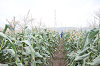 202507corn0065_thumb.png