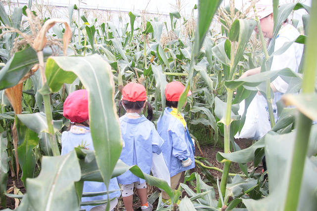 202507corn0066.jpg