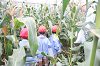 202507corn0066_thumb.png