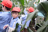 202507corn0067_thumb.png