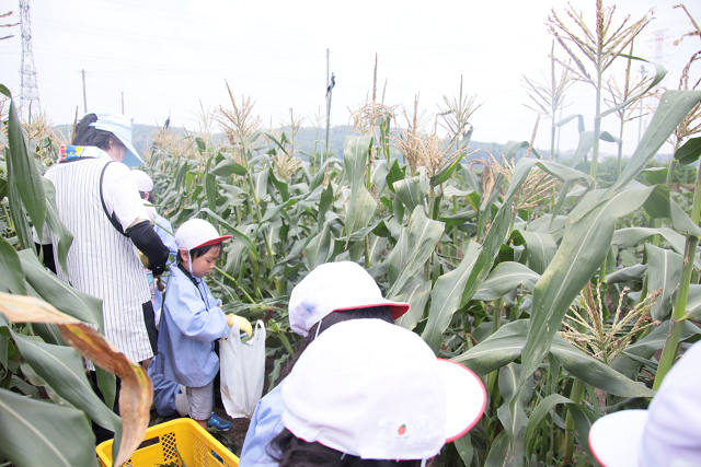 202507corn0070.jpg