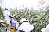 202507corn0070_thumb.png