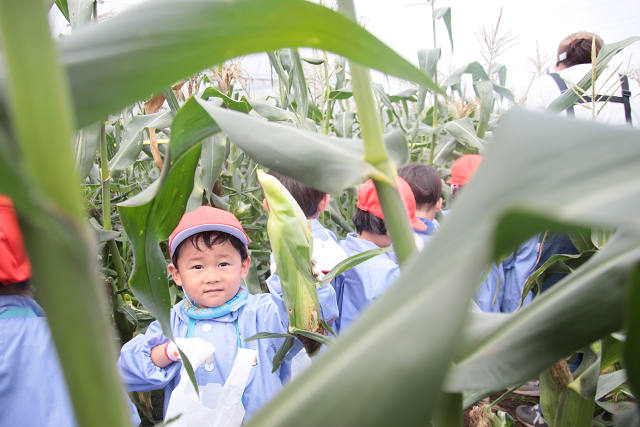 202507corn0078.jpg