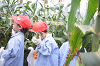 202507corn0081_thumb.png