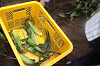 202507corn0083_thumb.png