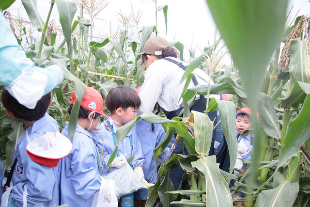 202507corn0088.jpg
