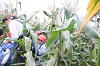 202507corn0089_thumb.png