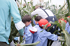 202507corn0091_thumb.png