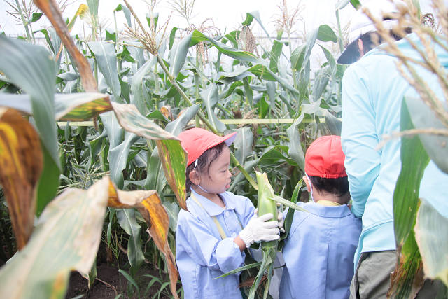 202507corn0092.jpg