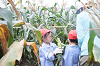 202507corn0092_thumb.png
