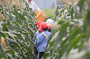 202507corn0097_thumb.png