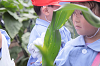 202507corn0105_thumb.png