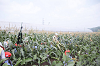 202507corn0113_thumb.png