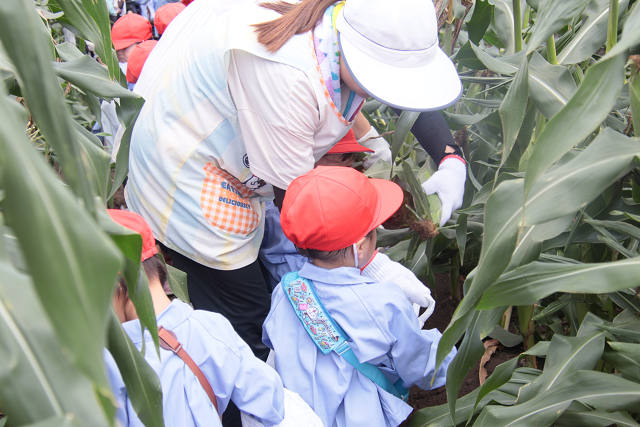 202507corn0114.jpg