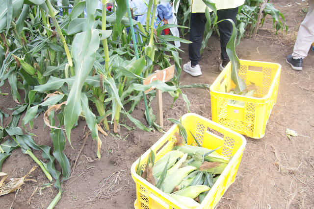 202507corn0115.jpg