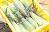 202507corn0116_thumb.png