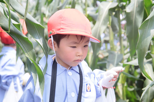 202507corn0124.jpg