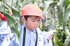 202507corn0124_thumb.png