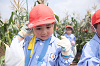 202507corn0129_thumb.png