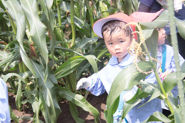 202507corn0133.jpg