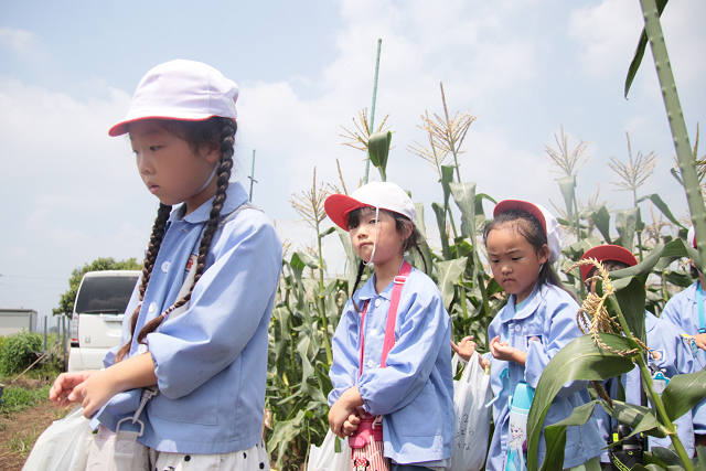 202507corn0137.jpg