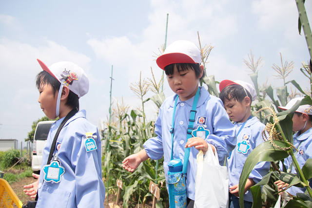 202507corn0138.jpg