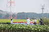 202507corn0141_thumb.png