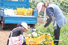 202507corn0142_thumb.png