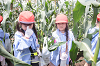 202507corn0180_thumb.png
