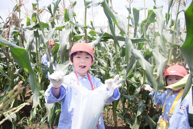 202507corn0186.jpg