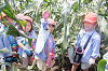 202507corn0200_thumb.png