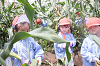 202507corn0201_thumb.png