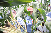 202507corn0211_thumb.png