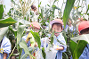202507corn0213_thumb.png