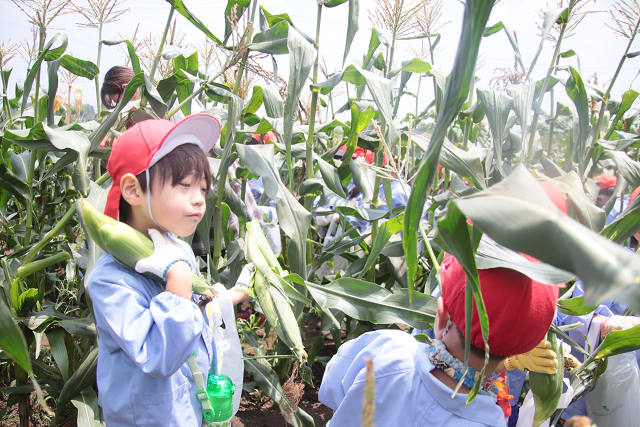 202507corn0214.jpg