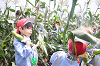 202507corn0214_thumb.png