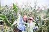 202507corn0221_thumb.png