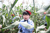 202507corn0224_thumb.png
