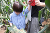 202507corn0225_thumb.png